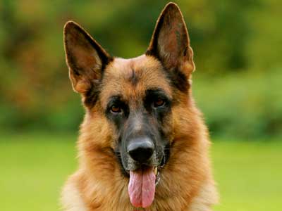 German Shepherd